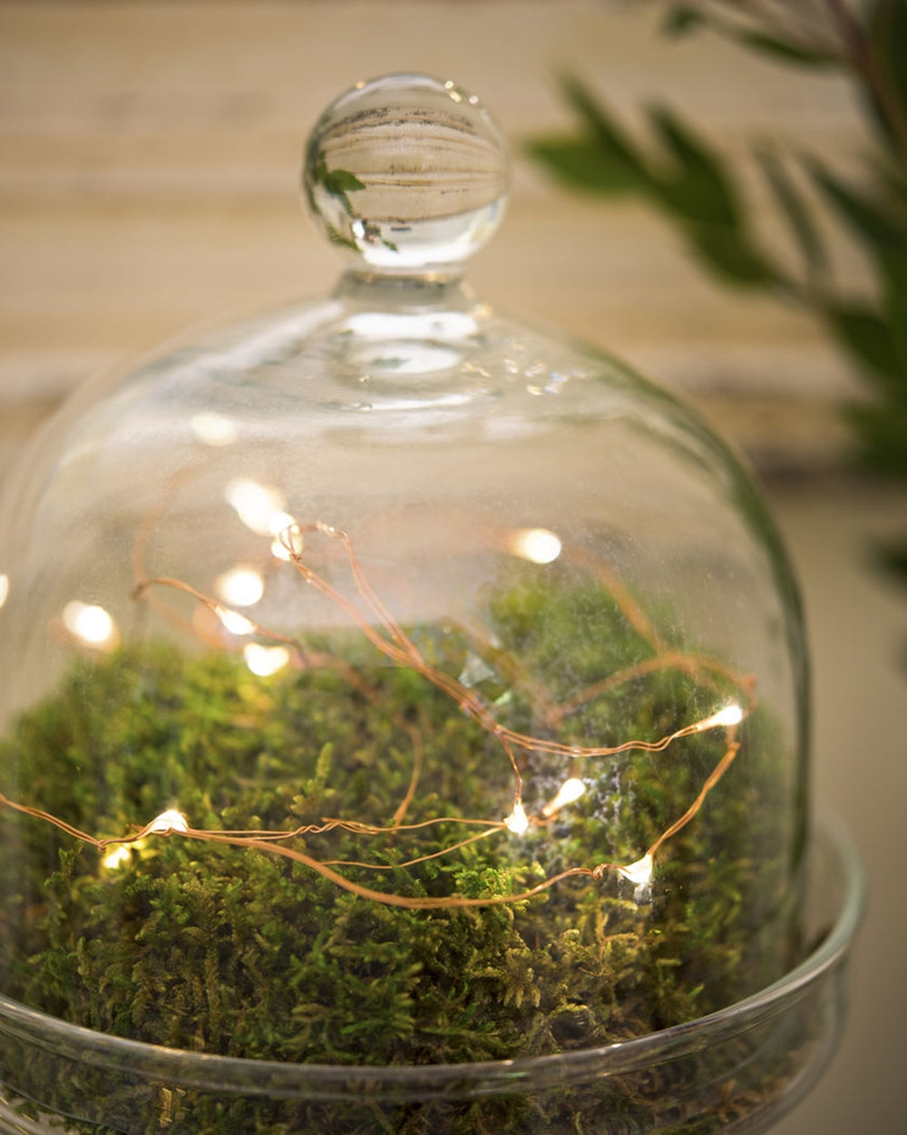 Copper wire fairy lights in a glass cloche with moss